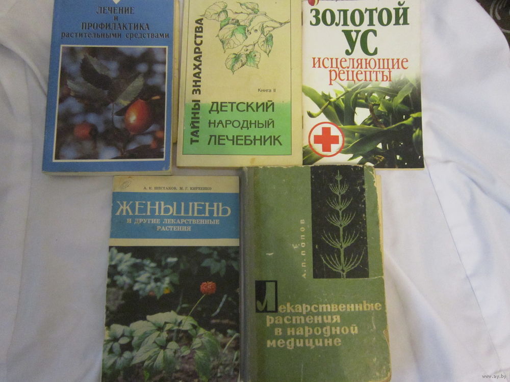 Золотой ус: выращивание и применение | Полезно (slep-kostroma.ru)