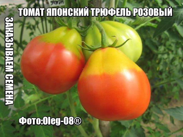 Томат розовый трюфель отзывы фото кто сажал 60